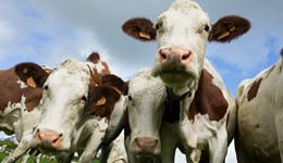 Challenging your costs in challenging times – Dairy Market Update – July 2020